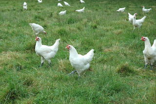 Poules Bresse Gauloise