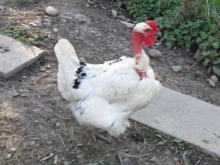 Poule Cou-Nu du Forez