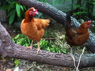 Poules Rhode Island