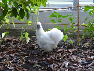 Poule Soie Blanche
