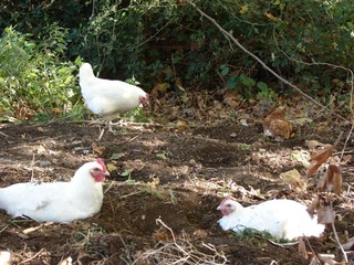 Poules Gâtinaises