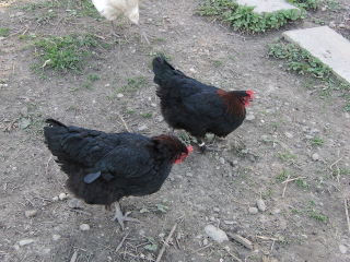 Poules Marans