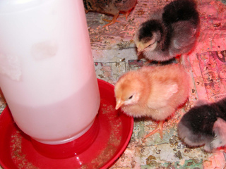 Abreuvoir pour poussins