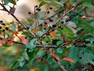 Prunus padus : fruits