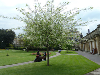 Prunus padus : forme sur tige