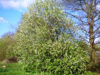 Prunus padus : forme naturelle en cépée