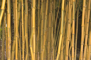 Phyllostachys aureosulcata 'Spectabilis'