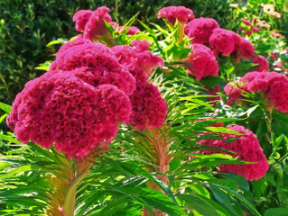 Celosia 'Cristata' - Célosie