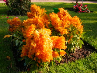 Celosia 'Plumosa' - Célosie