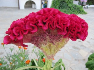 Célosie - Celosia 'Cristata'