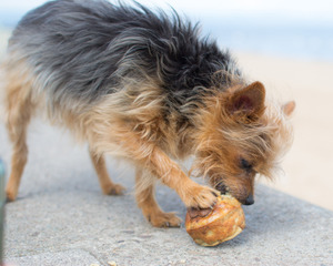 Chien ayant volé un gâteau