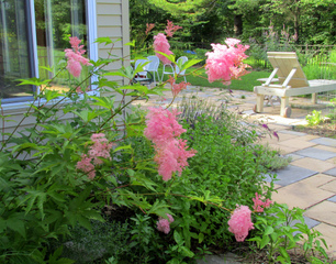 Filipendula rubra, filipendule rouge