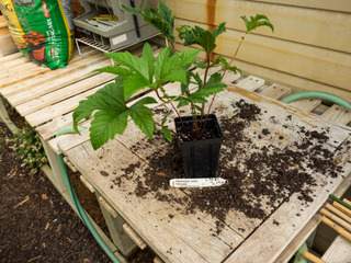 Filipendula rubra 'Venusta' : avant plantation