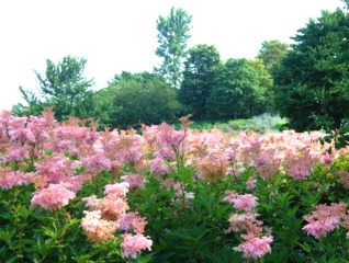 Filipendula rubra 'Venusta' plantée en masse