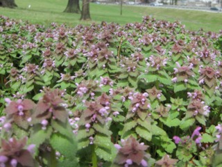 Tapis de lamier (Lamium purpureum)