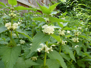 Lamium album