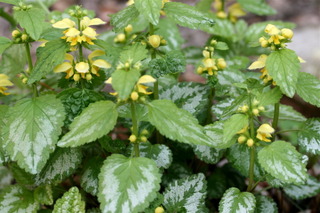 Lamium galeobdolon