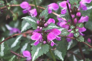 Lamium maculatum