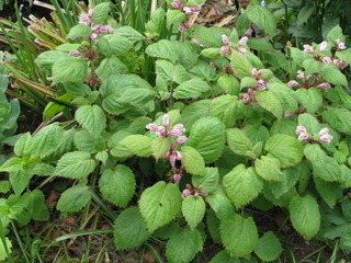 Lamium orvala