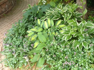 Massif de lamier et hosta au pied d'un arbre