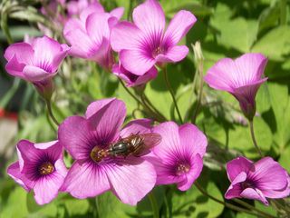 Oxalis articulata : fleurs