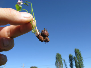 Rhizome d'Oxalis articulata