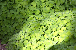 Oxalis articulata avant la floraison
