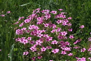 Oxalis articulata