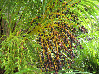 Phoenix roebelenii - Fruits