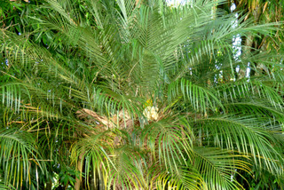 Phoenix roebelenii - Palmes
