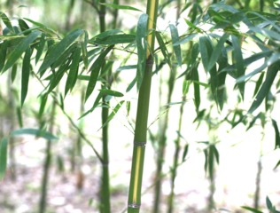 Phyllostachys aurea 'Flavescens inversa'