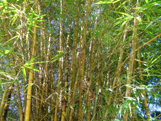 Phyllostachys aurea