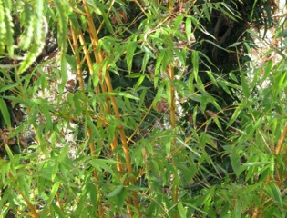 Phyllostachys bambusoides 'Castillonis'