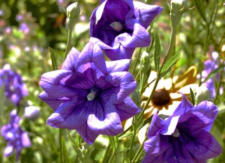 Platycodon : variété double