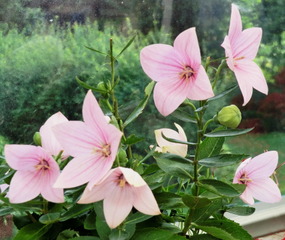 Platycodon : variété rose