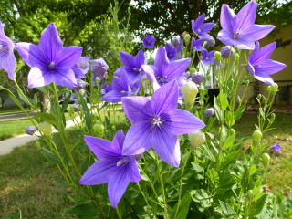 Platycodon grandiflorus