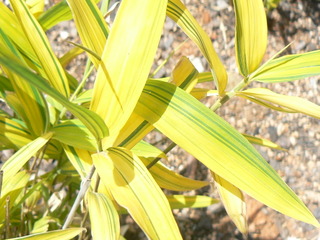Pleioblastus viridistriatus 'Auricoma'