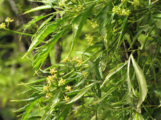 Polyscias filicifolia - Feuillage et fleurs