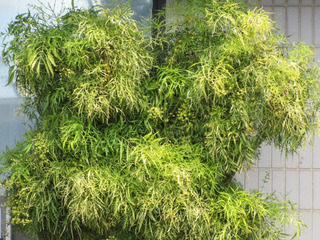 Polyscias filicifolia