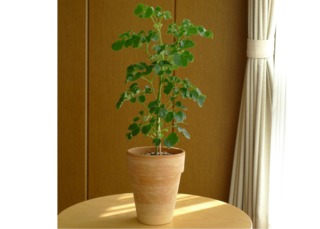 Jeune polyscias en pot