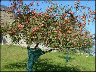 Pommier chargé de pommes