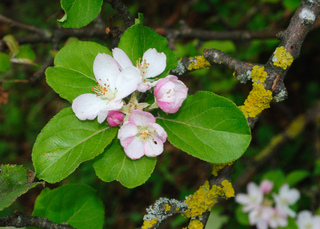 Fleurs de pommier