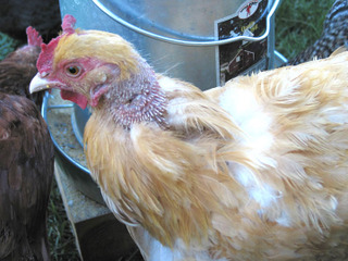 Signe de picage chez une poule