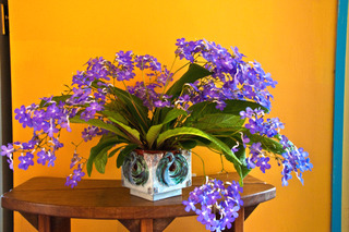 Streptocarpus