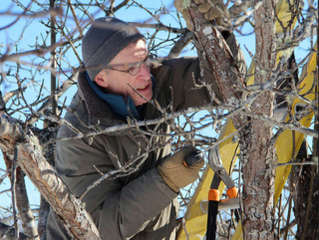 Taille d'un arbre fruitier en hiver