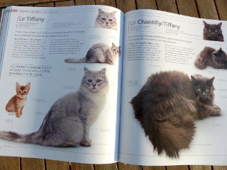 Le Grand Larousse du Chat