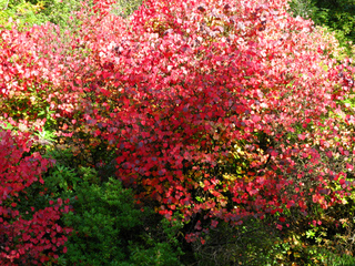 Arbre au caramel en automne