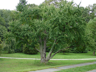 Arbre au caramel (Cercidiphyllum japonicum)