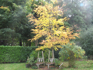 Arbre à caramel, Cercidiphyllum japonicum