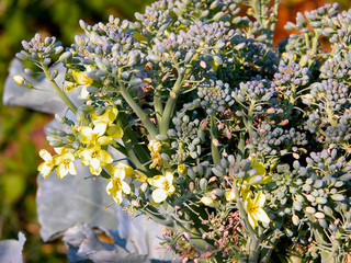 Brocoli (Brassica oleracea) - Fleur
